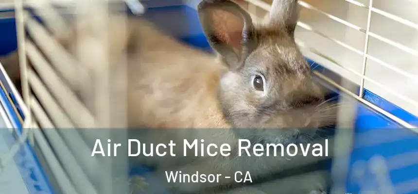 Air Duct Mice Removal Windsor - CA