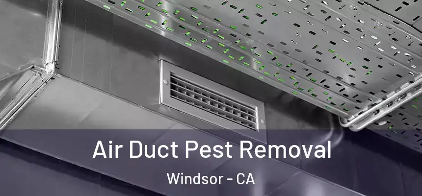 Air Duct Pest Removal Windsor - CA